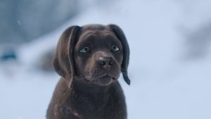 Perro y gata