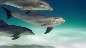 Animal Dolphins