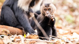 Ravi the Lion-tailed Macaque