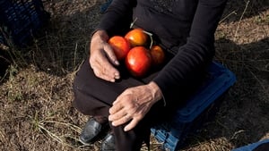 Quand les tomates rencontrent Wagner