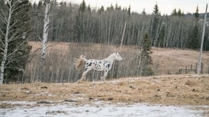 Heartland Temporada 10 Capitulo 18