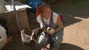 Pit Bulls and Parolees Southern Uprising