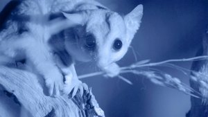 Possum Power