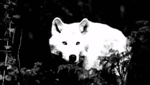 Extinct or Alive White Wolf of Newfoundland