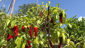 Ça vaut le coût: 7×22 {year} Online En Netflix