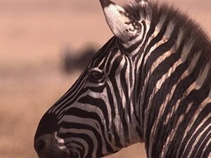 Wildest Africa Ngorongoro: Born of Fire