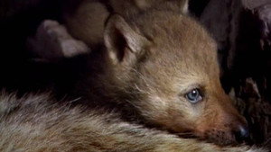All About Animals EP9