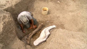 God Created Everything | Dinosaurs | StreamHub