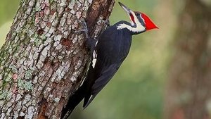 How Do Animals Do That? Headbanging Birds and Unsinkable Ants