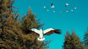 Birdemic 3: Sea Eagle film complet