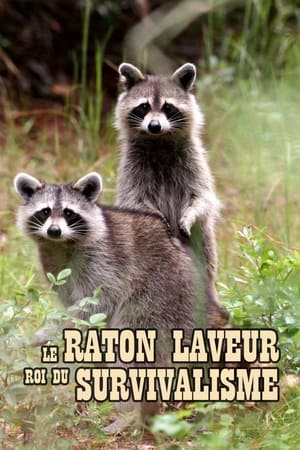 Image Le raton laveur, roi du survivalisme