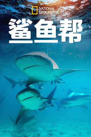 Shark Gangs 16