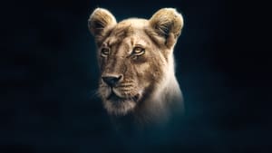 Dynasties Lion