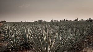 Agave: The Spirit of a Nation 2018