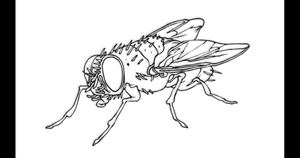 Logo Flies Collective