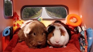 Cochon dingue: 5×53