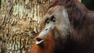 Big Beasts The Orangutan