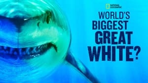 World’s Biggest Great White? Expedition Hawaii