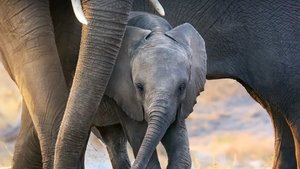 Éléphants