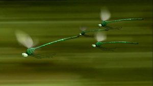 Dragonflies