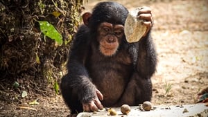 Baby Chimp Rescue A New Beginning
