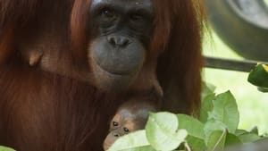 Becoming Orangutan Growing Pains