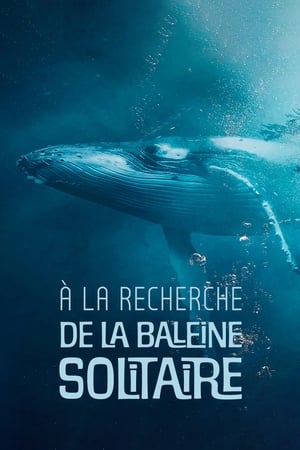 A la recherche de la baleine solitaire