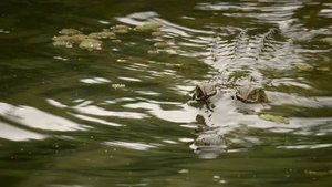 Deadly Australians Wetlands