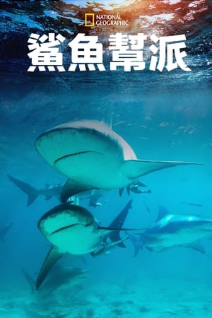 Poster Shark Gangs 2021