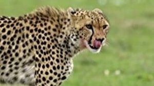 The Secret Lives Of Big Cats The Secret Lives of Cheetahs