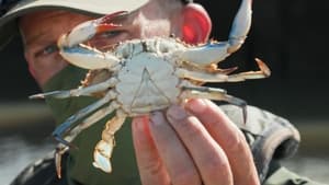 Louisiana Law Monster Crabber