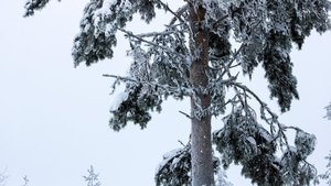 Tuorås Dalska (2024)