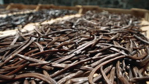 On va déguster : La vanille, l’or noir des saveurs