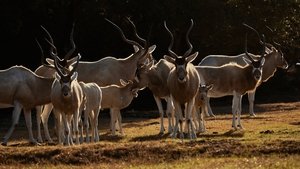 Out of Africa