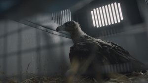Oglądaj film Le Temps des vautours PL