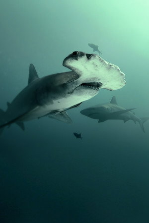 Bull Shark vs. Hammerhead 15