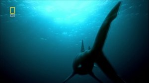 The Walking Whale