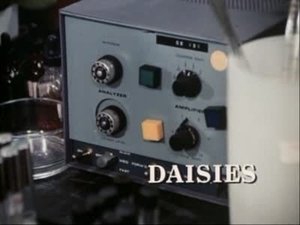 Darkroom Daisies