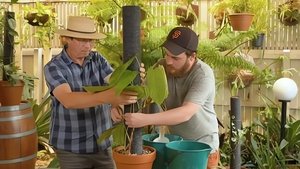 Episode 8 Roof Garden, Fagus, Pollen & Aroid Poles