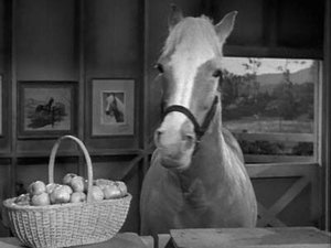 Mr. Ed: 3×22