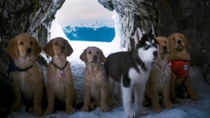 Snow Buddies: Cachorros en la nieve