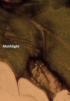 Image Mothlight