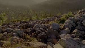 The Bavarian Forest
