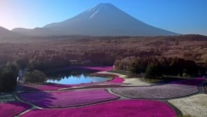 Japon, aux racines du soleil