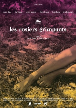 Poster Les rosiers grimpants 2016