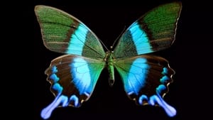 Image Butterfly Blueprints