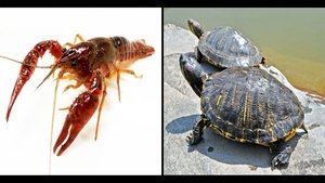 Japan Bans Trade of Invasive Crayfish and Turtles
