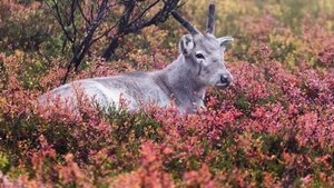 Aïlo : Une odyssée en Laponie