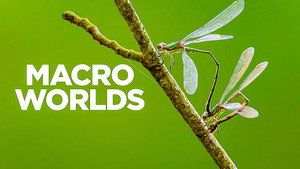 Macro Worlds
