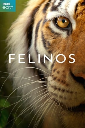 Poster Felinos 2018